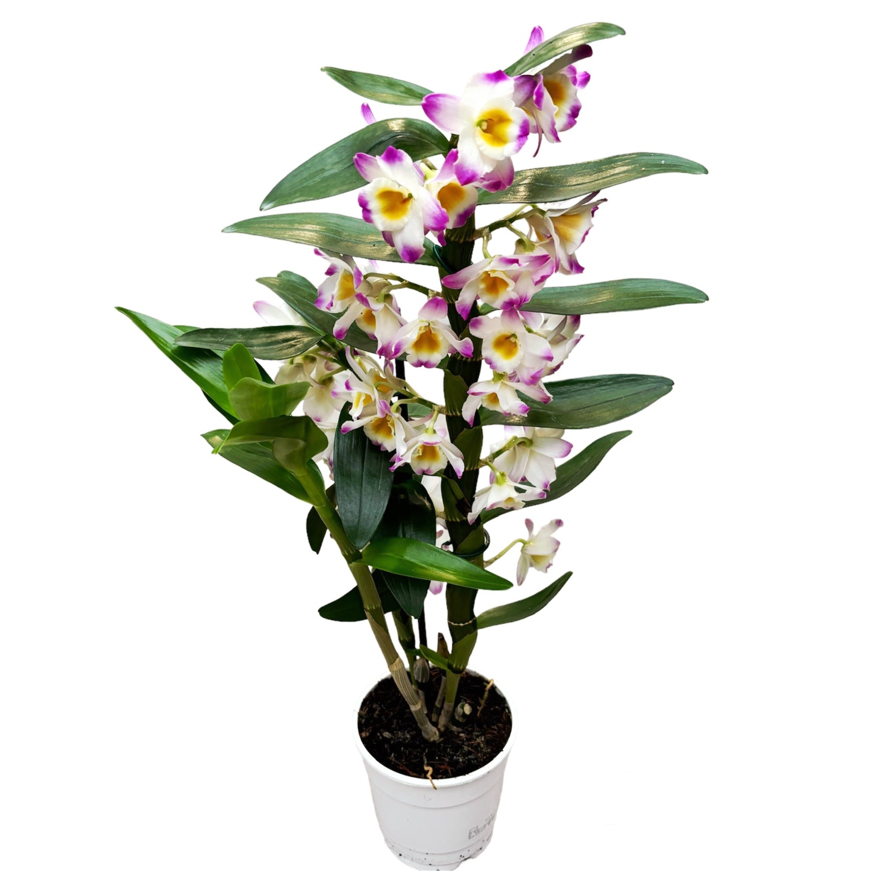 Dendrobium 'Bright Eye' - flori parfumate