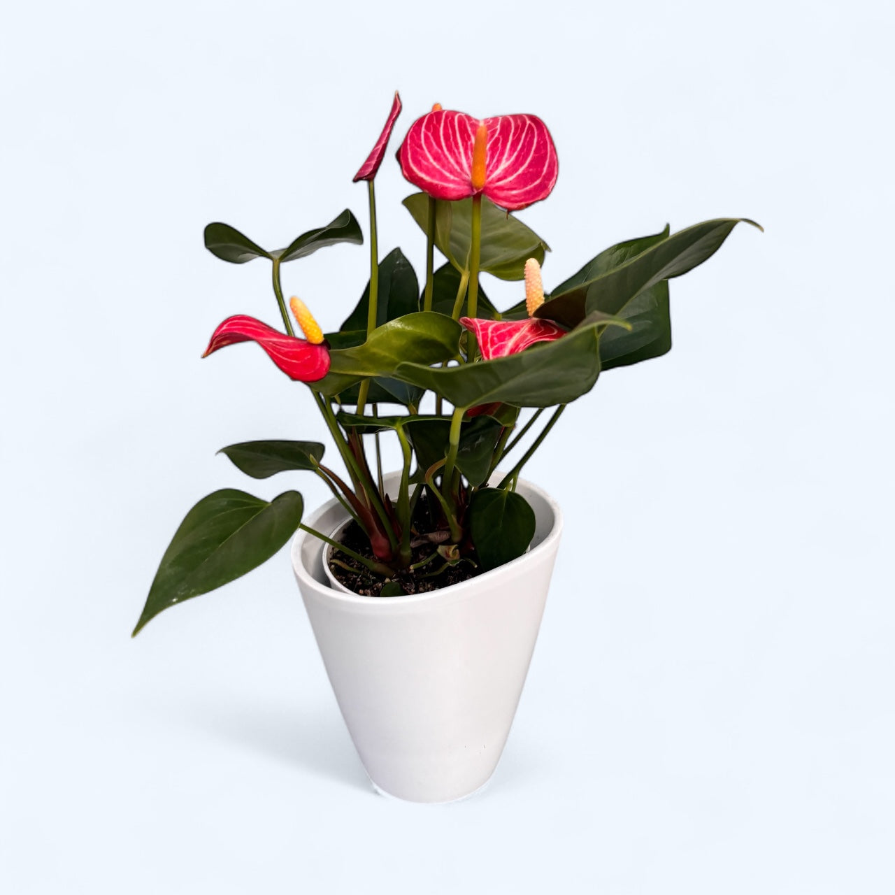 Anthurium ‘Livium Red’ – eleganta tropicala cu flori bicolore spectaculoase
