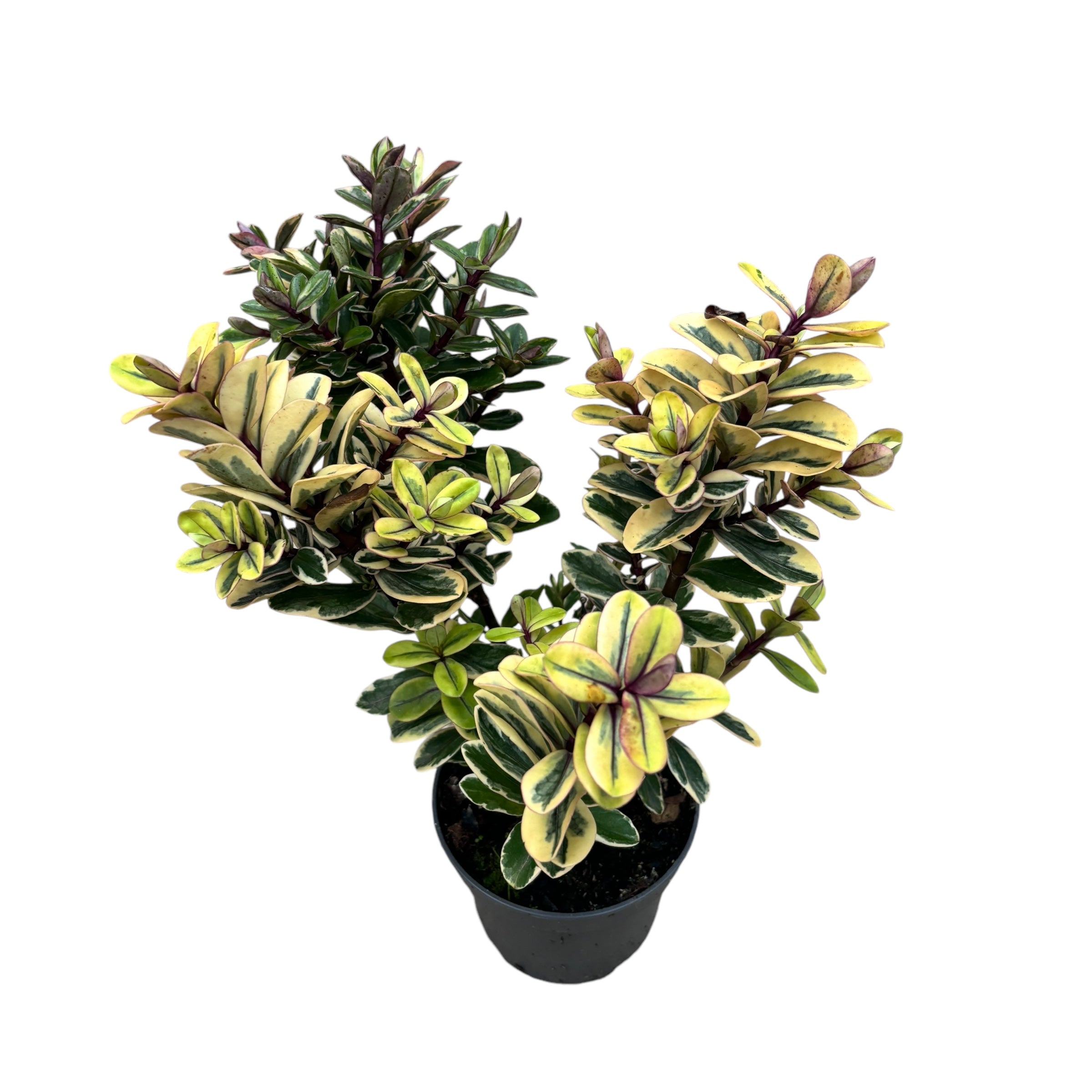 Hebe variegata 'Tricolor' - Zlato drevo (Večno zelen)