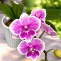 Phalaenopsis Ching Ann Vichris Dress (Big Lip)