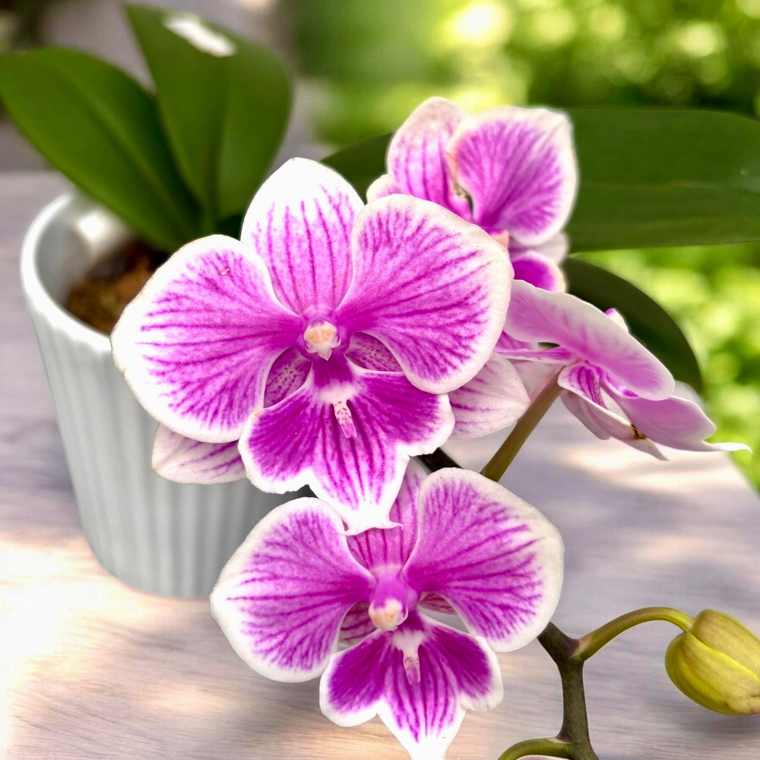 Phalaenopsis Ching Ann Vichris Dress (Big Lip)