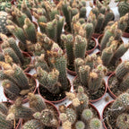 Frailea alacriportana, a miniature cactus with yellow flowers