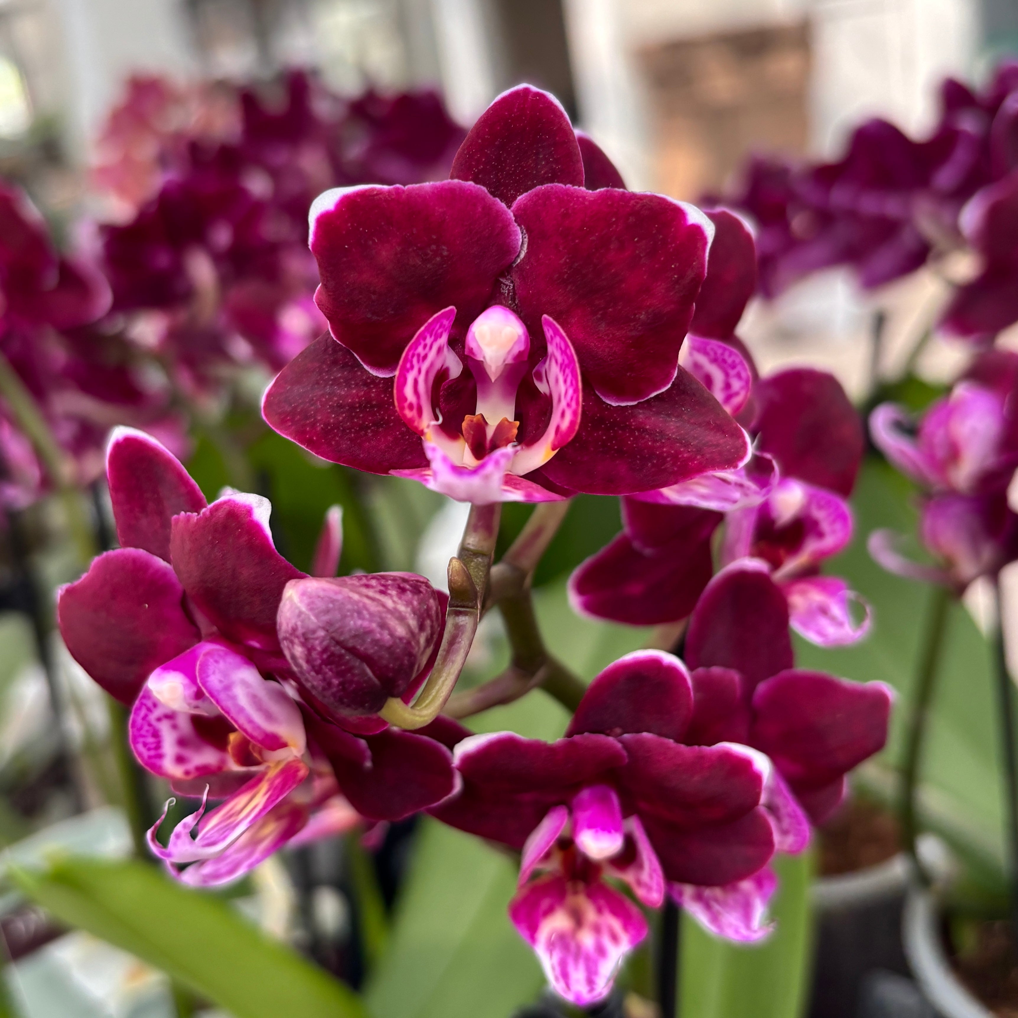 Phalaenopsis Black Aiyah