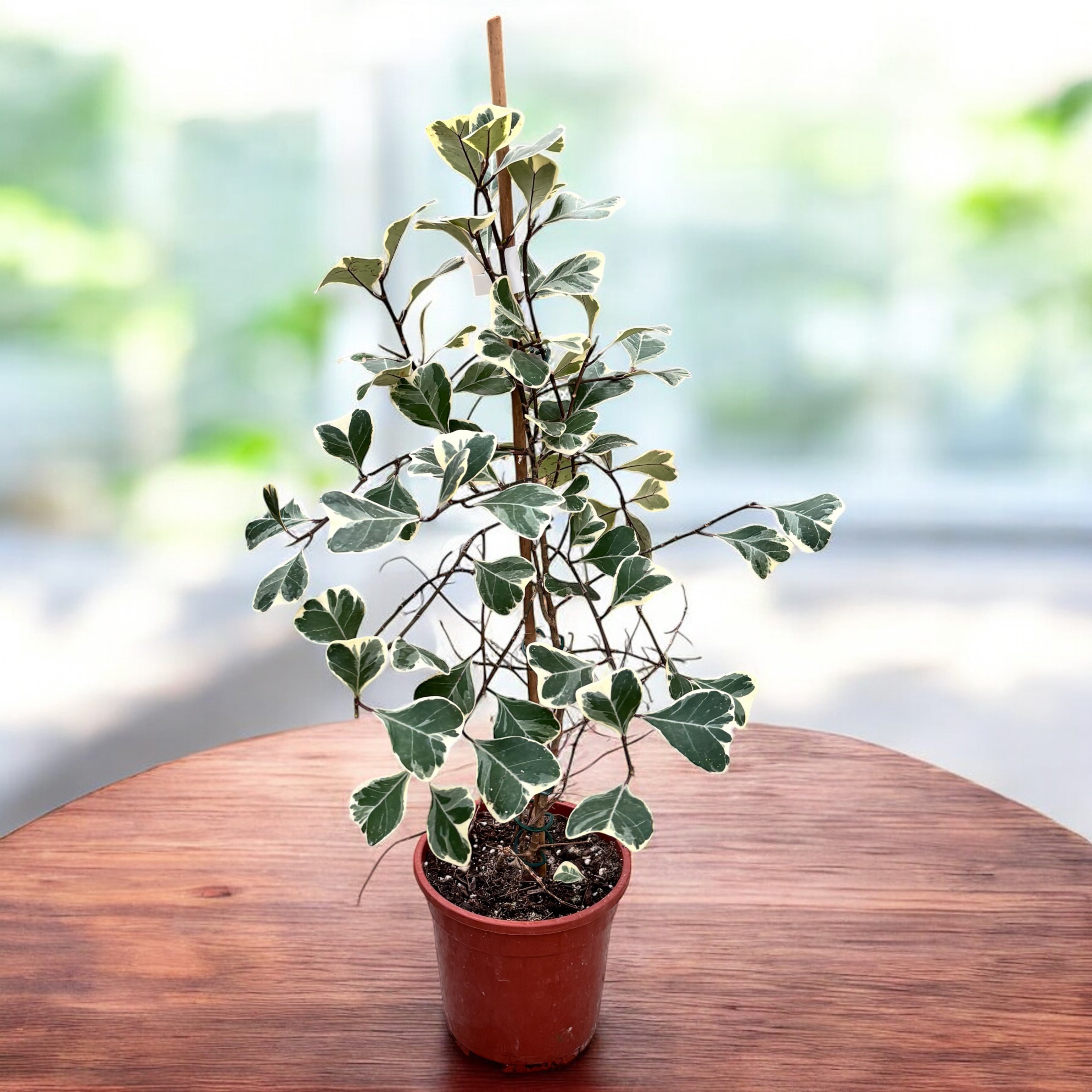 Ficus triangularis 'Sweetheart' variegata
