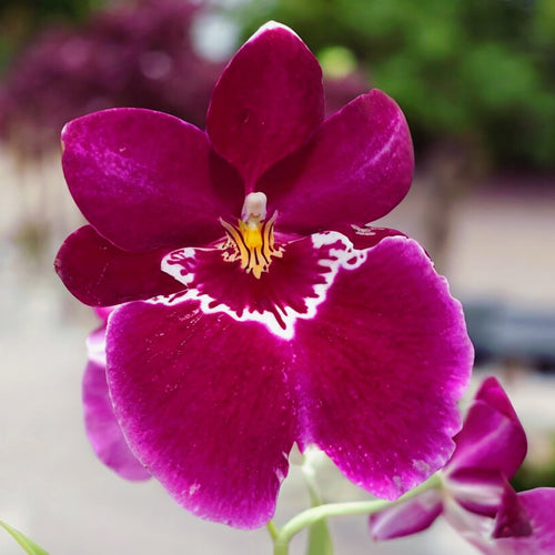 Miltoniopsis Red Tide fragrant