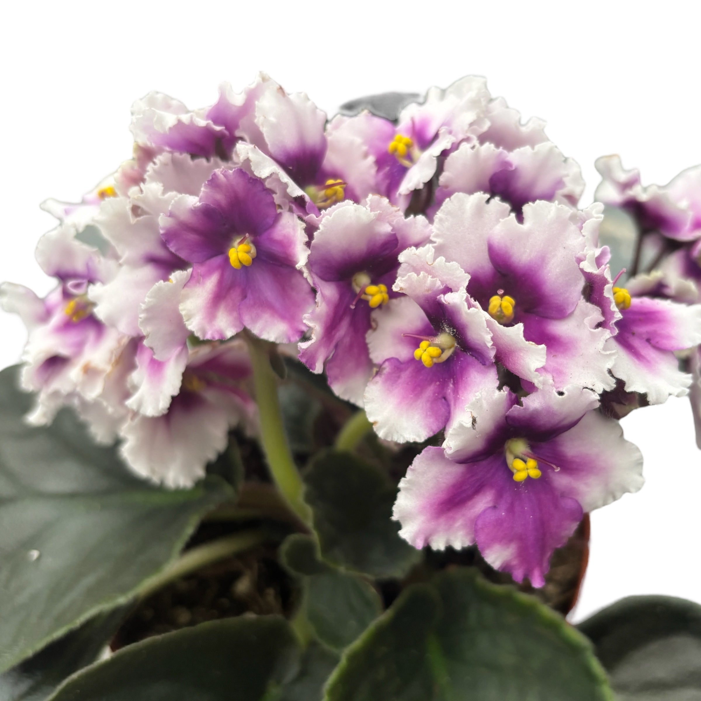 Saintpaulia MyLove - Violete africane bicolore