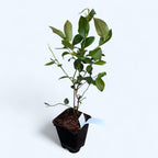 Termékeny áfonya - Vaccinium corymbosum 'Bluecrop' D9