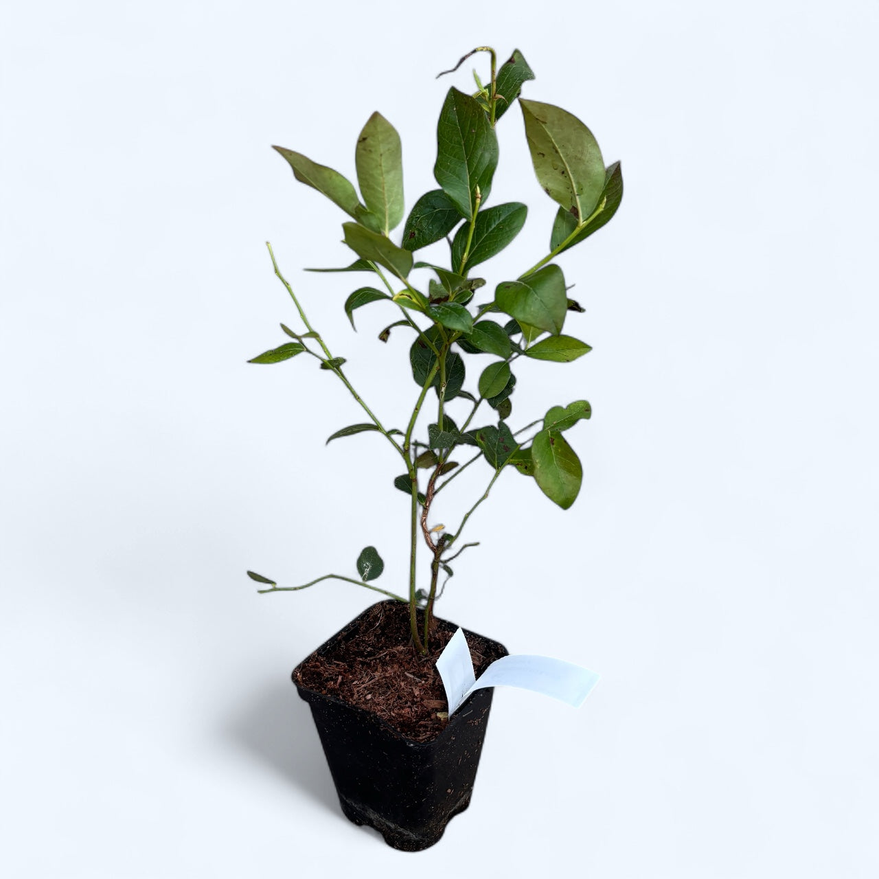 Afin productiv - Vaccinium corymbosum 'Bluecrop' D9