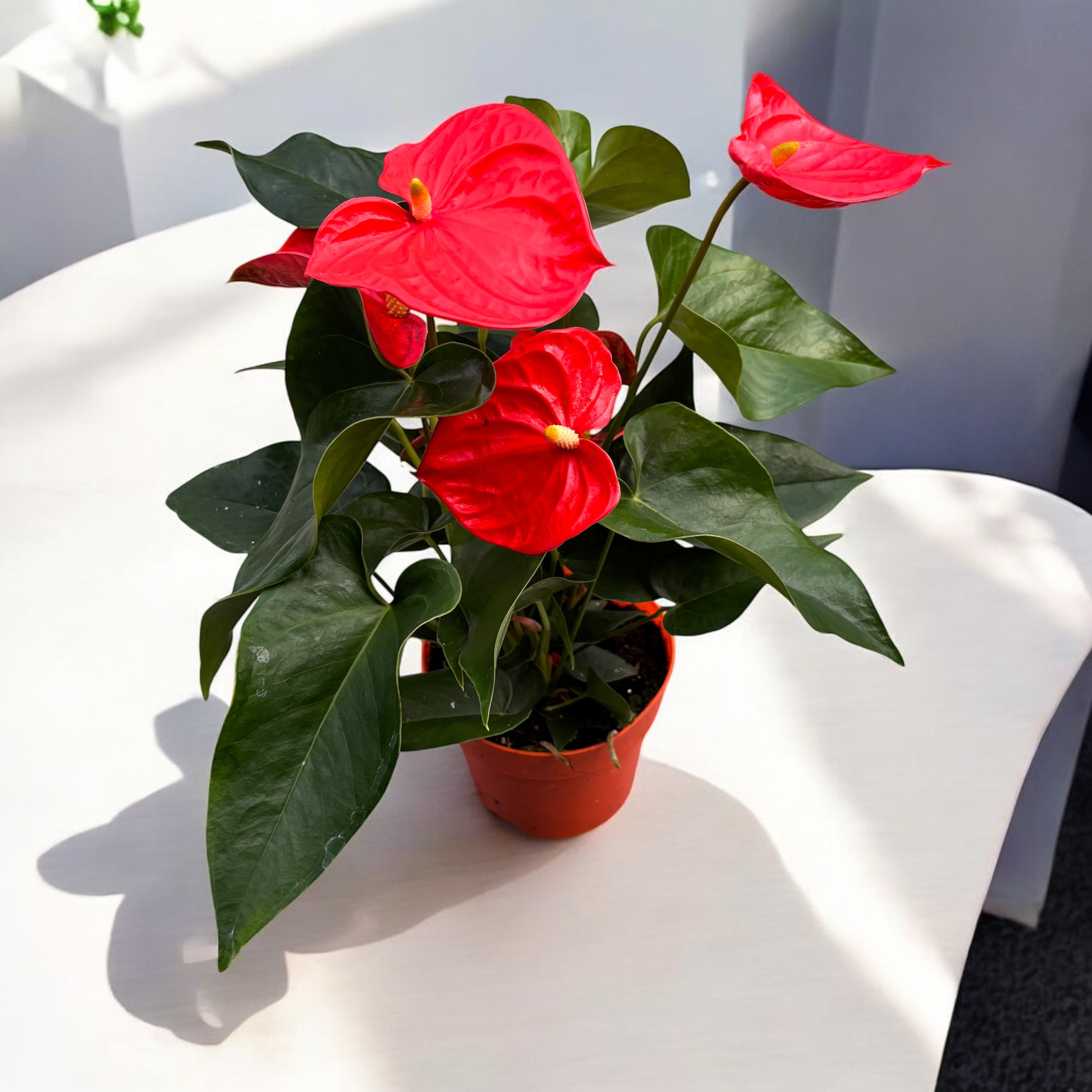 Anthurium Orange Champion (flori XL)
