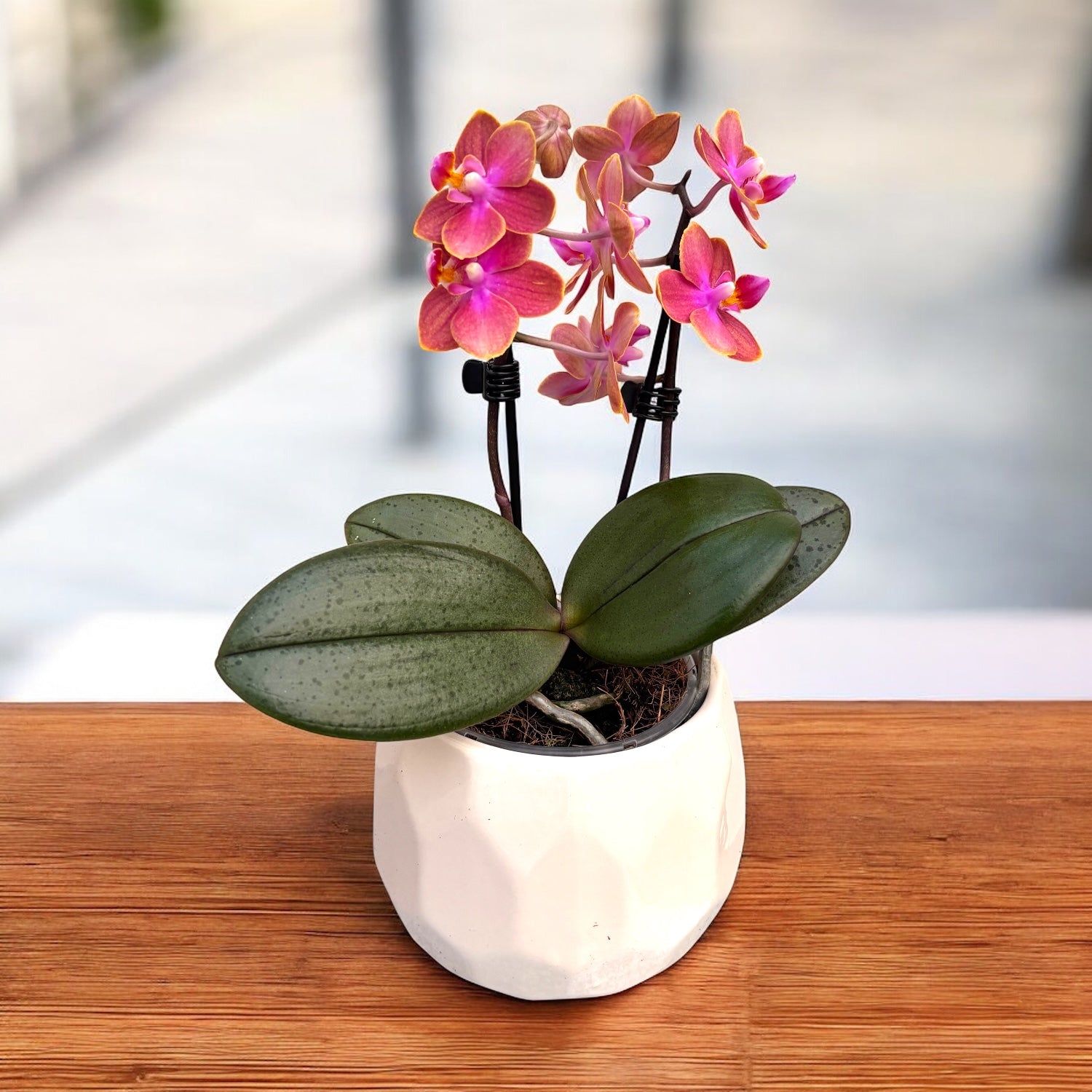 Phalaenopsis Dusty Belle D9 - flori intens parfumate