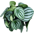 Peperomia Argyreia (Watermelon)