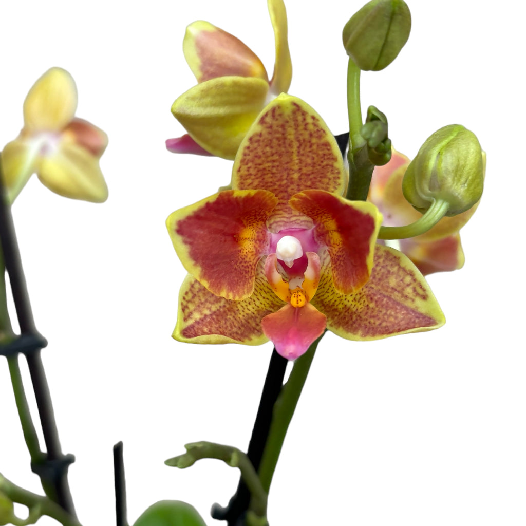 Phalaenopsis Yaphon Perbalm - peloric