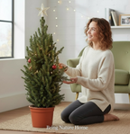 Picea Glauca Conica H100-110 cm - vánoční stromek v květináči