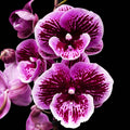 Phalaenopsis Wild Berry grande lèvre