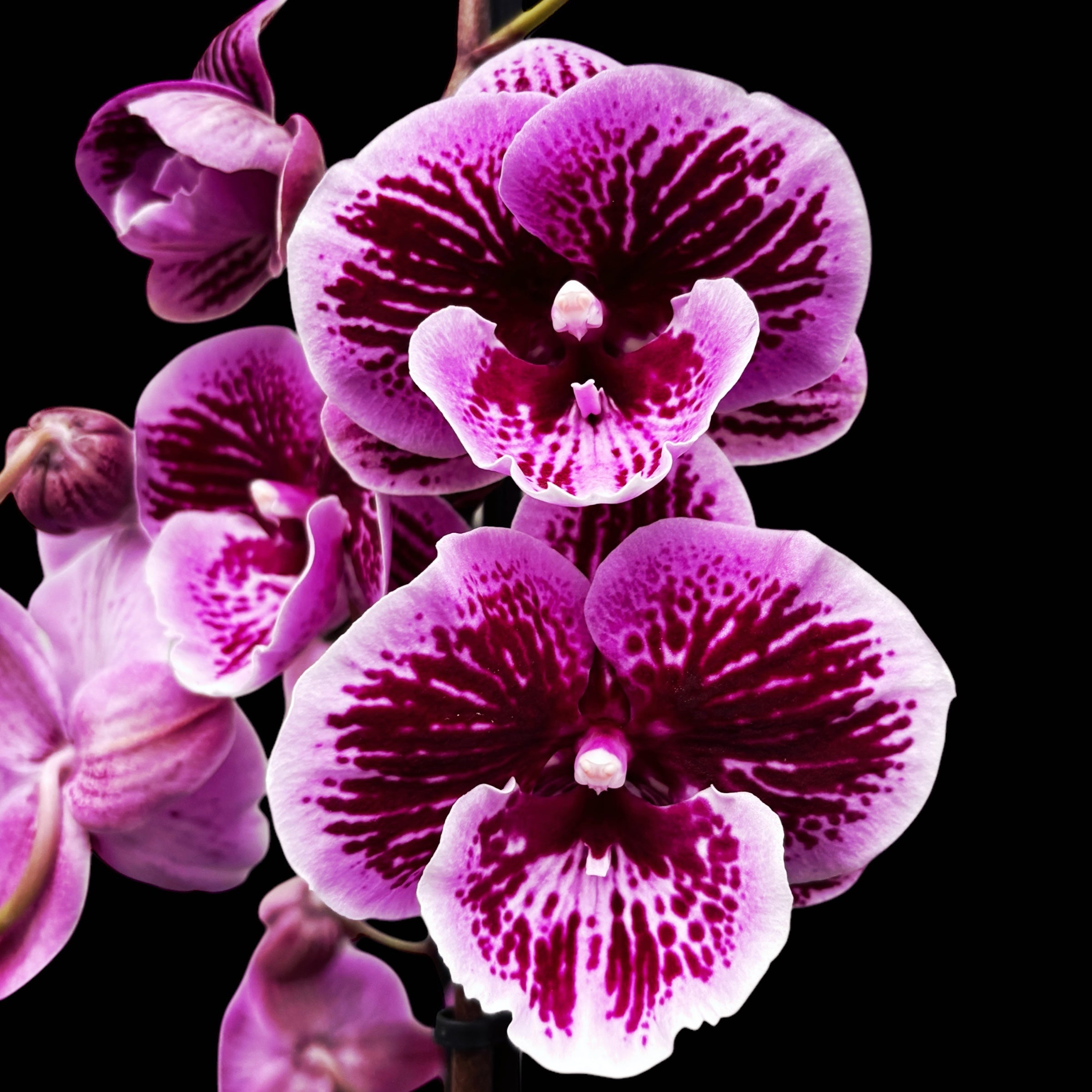 Phalaenopsis Wild Berry big lip