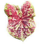 Caladium ‘Raspberry Moon’