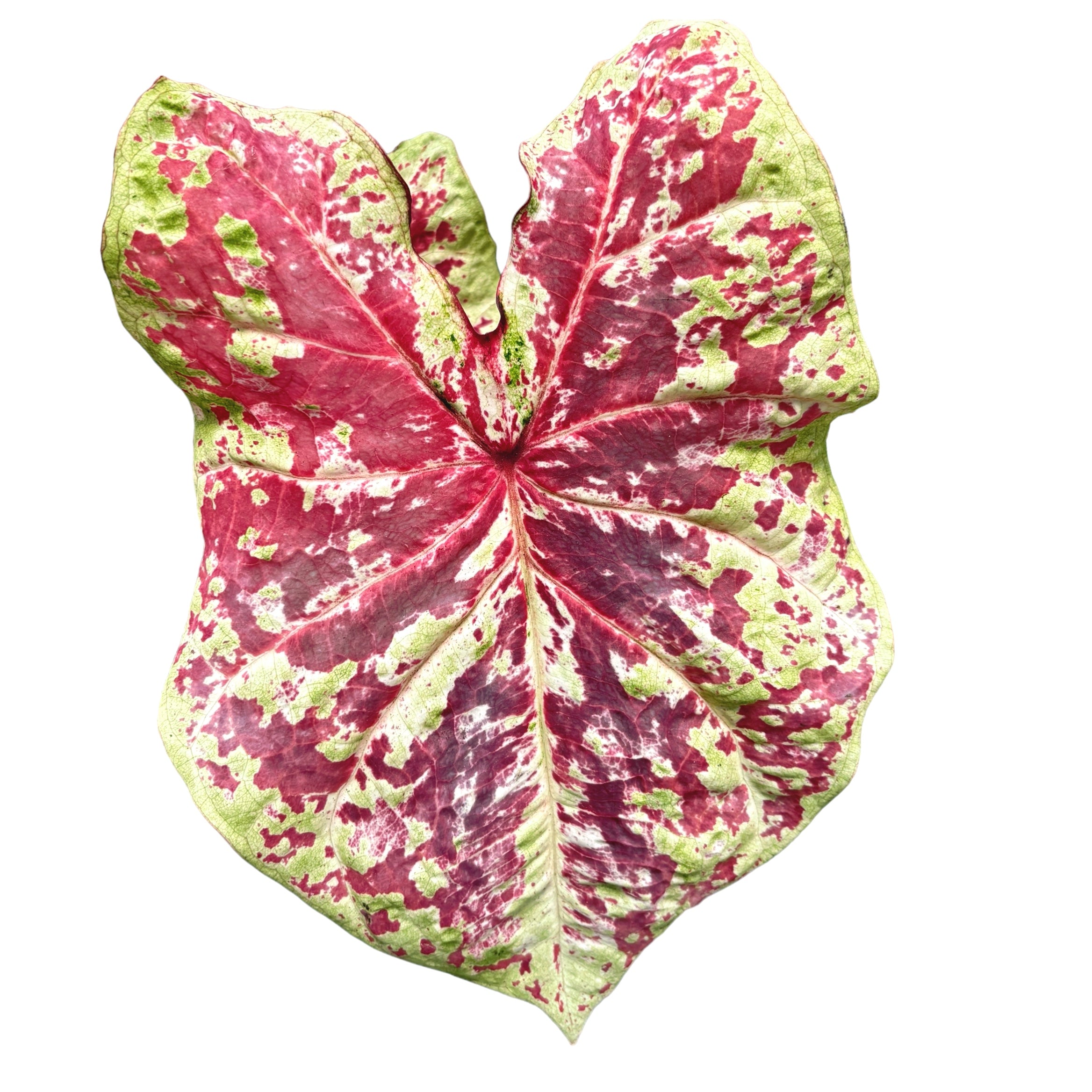 Caladium ‘Raspberry Moon’