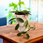 Hoya thomsonii (parfum de iasomie)