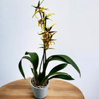 Brascidostele Gilded Tower 'Mystic Maze'