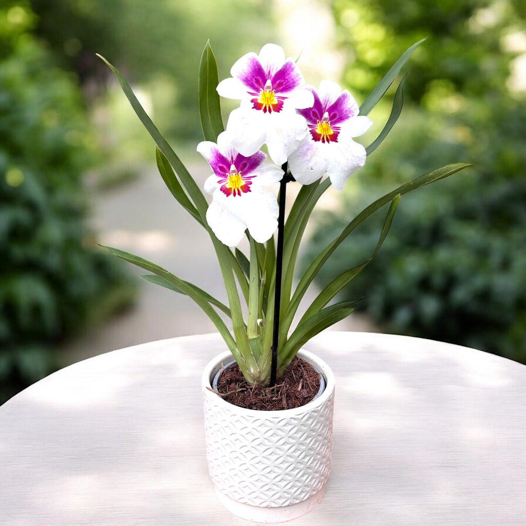 Miltoniopsis Arthur Cobbledick ‘Lente’ *geparfumeerd