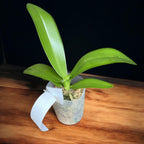 Phalaenopsis Younghome Kaleido