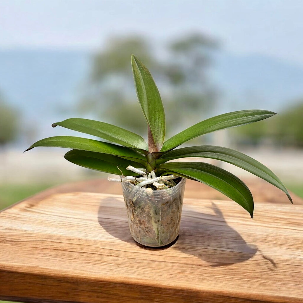 Phalaenopsis King Car Persimmon (Big Lip)