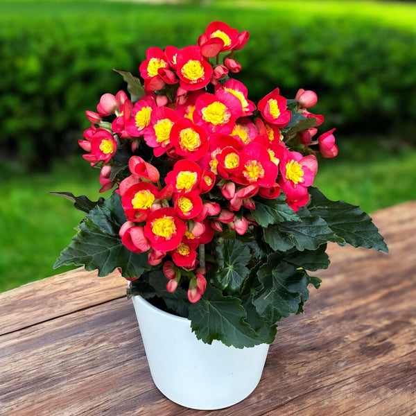 Begonia Valentino Pink – begonie decorativa cu flori roz intens si frunzis luxuriant