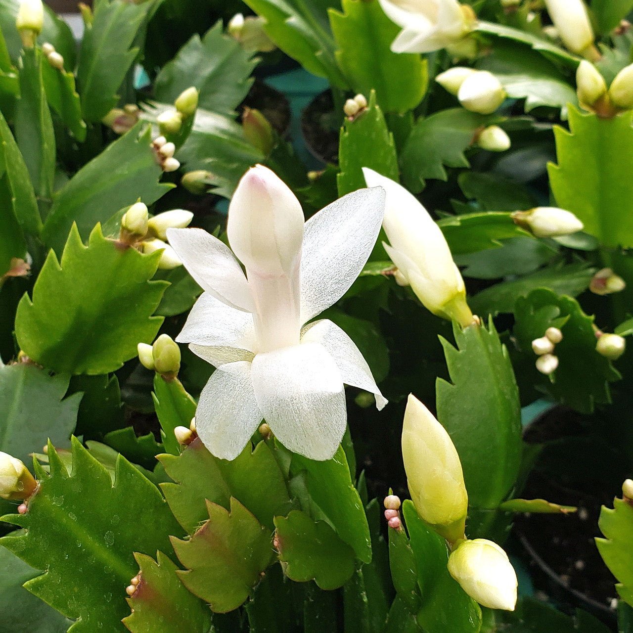 Craciunita alba - Schlumbergera 'White Eva'