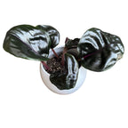 Geogenanthus Ciliatus ‘Midnight Pearl’