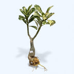 Adenium obesum 'Hófehér' (tarka)