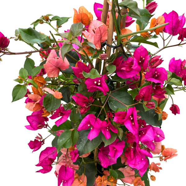 Bougainvillea - floarea de hartie (2 culori/ghiveci)