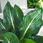 Dieffenbachia maculata ‘Sterling’