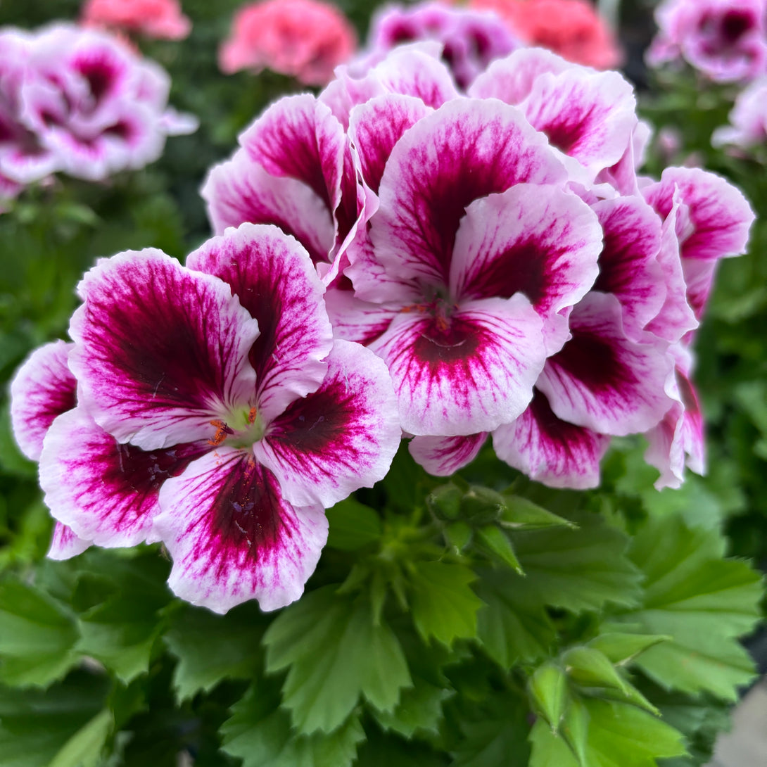 Pelargonium grandiflorum 'Don Timo' 