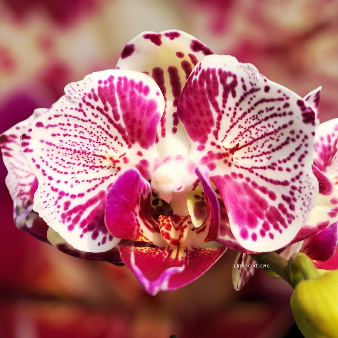 Phalaenopsis OX Madonna (pelorica)