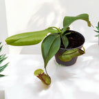 Nepenthes 'Louisa' húsevő növény