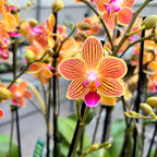 Phalaenopsis Chingruey's Goldstaff 'Fortune' - fragrant