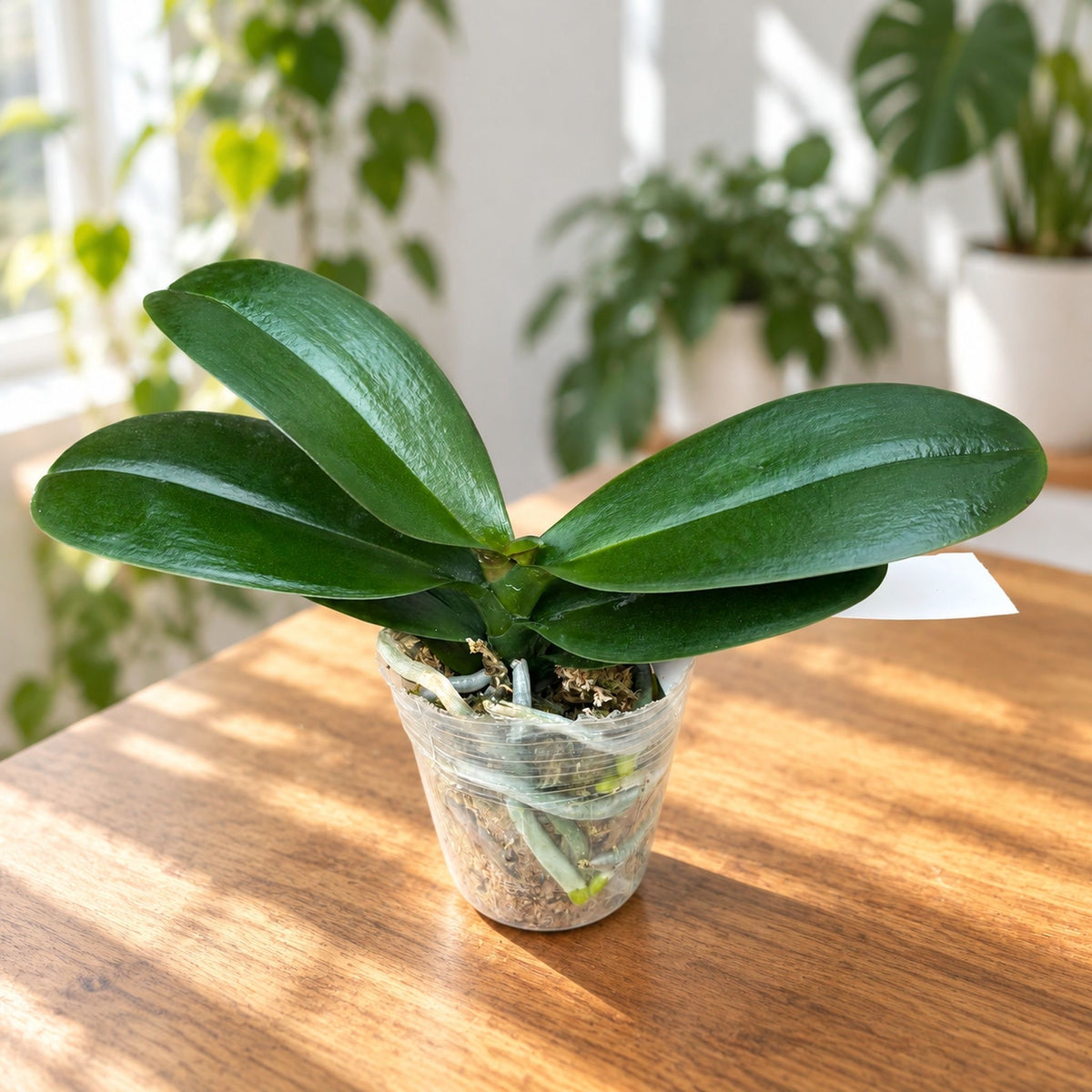 Phalaenopsis Leco Fantastic '3328'