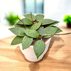 Hoya parasitica 'Black Margin' - full pots