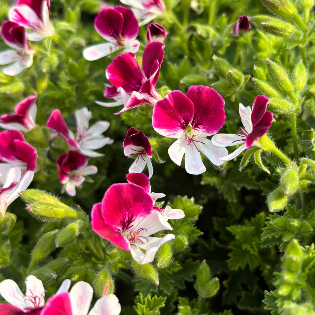 Szúnyogriasztó muskátli - Pelargonium ‘Angel Perfume Senna'