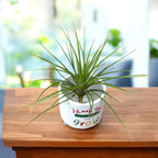 Tillandsia caulescens – planta aeriana cu frunzis argintiu si port elegant