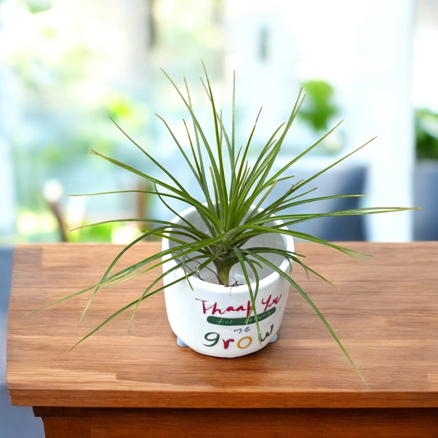 Tillandsia caulescens – planta aeriana cu frunzis argintiu si port elegant