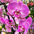 Phalaenopsis Limited #06 suurihuulinen