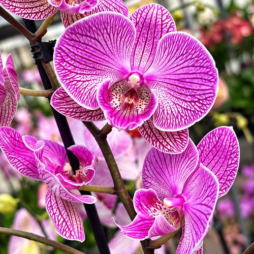 Phalaenopsis Limited #06 suurihuulinen