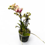 Phalaenopsis Limited 61 - pelorica