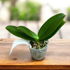 Phalaenopsis I-Hsin Berry Cutie (pelorik) - mirisna