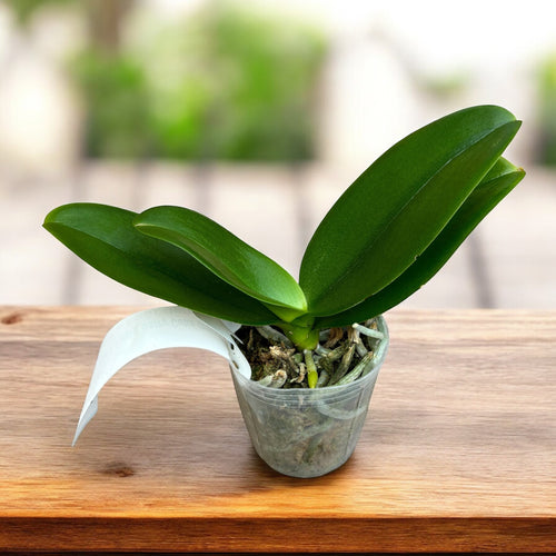 Phalaenopsis I-Hsin Berry Cutie (pelorisk) - doftande