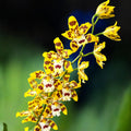 Odontocidium Remember Burkhard Holm (flori parfumate)- exemplare dezvoltate