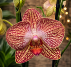 Phalaenopsis Anthura Ravello