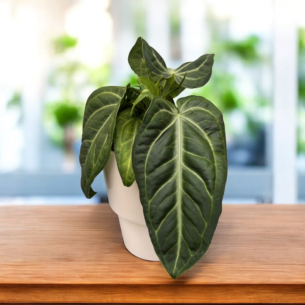 Anthurium villenaorum - frunzis catifelat si textura luxurianta