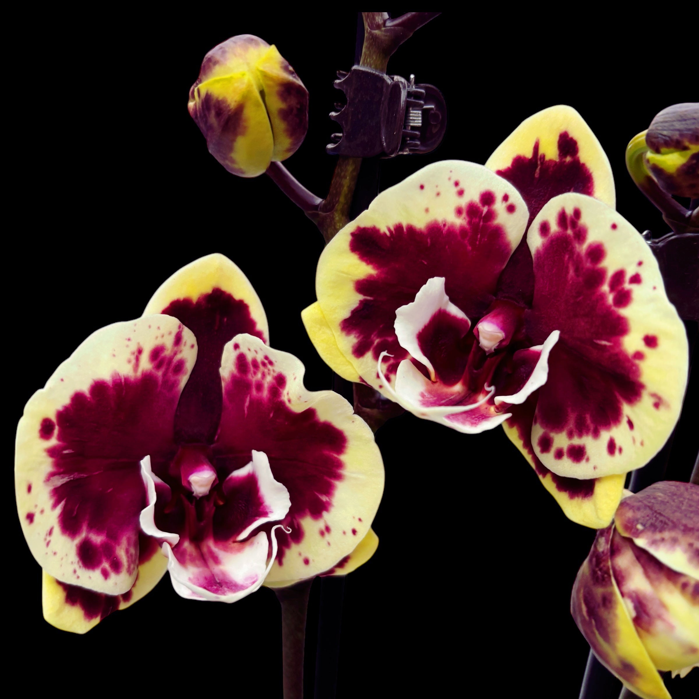 Phalaenopsis 'Limited #141' grande lèvre